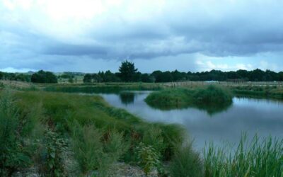 Can Wetland Restoration Help Reduce Carbon Emissions